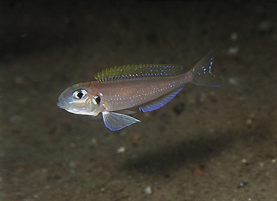 Xenotilapia flavipinnis 'Katili'